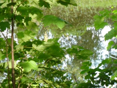 Die Sicht auf einen Fluss hinter Blaettern.